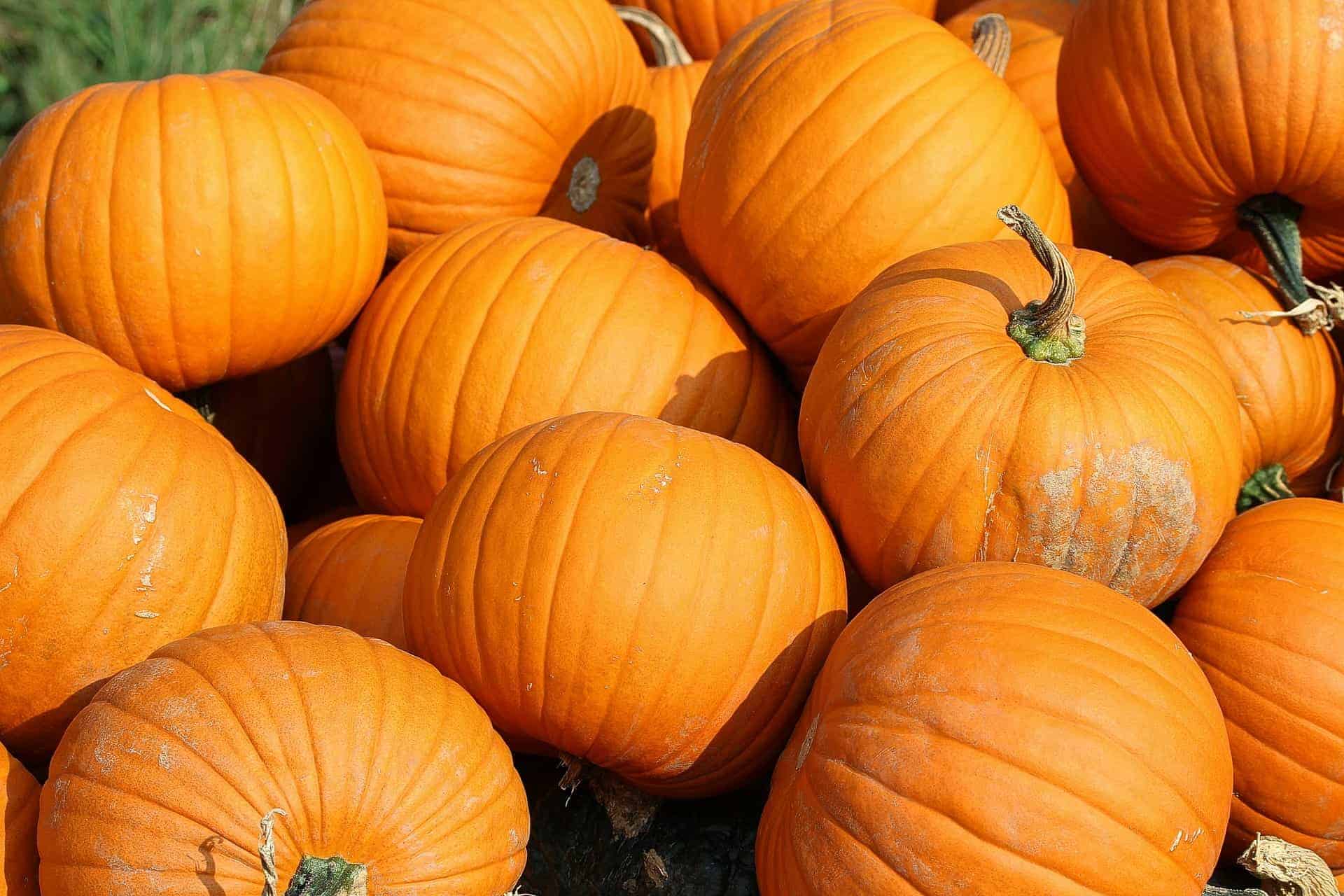 ‘Tis the season for all things pumpkin