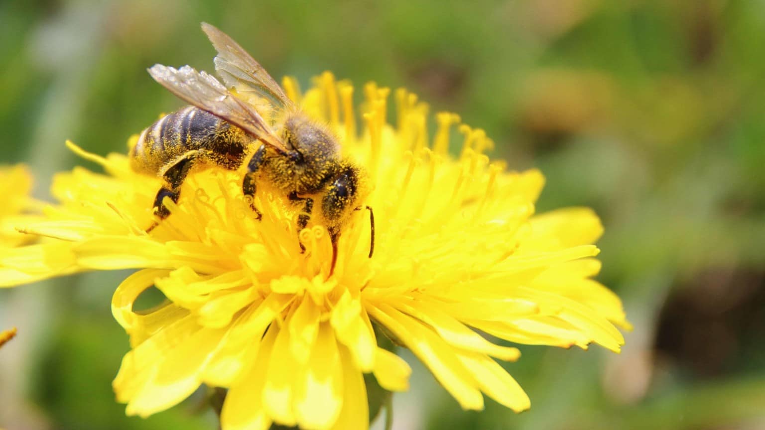 the-buzz-about-why-dandelions-are-important-rat-creek-press