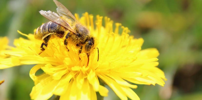 The buzz about why dandelions are important