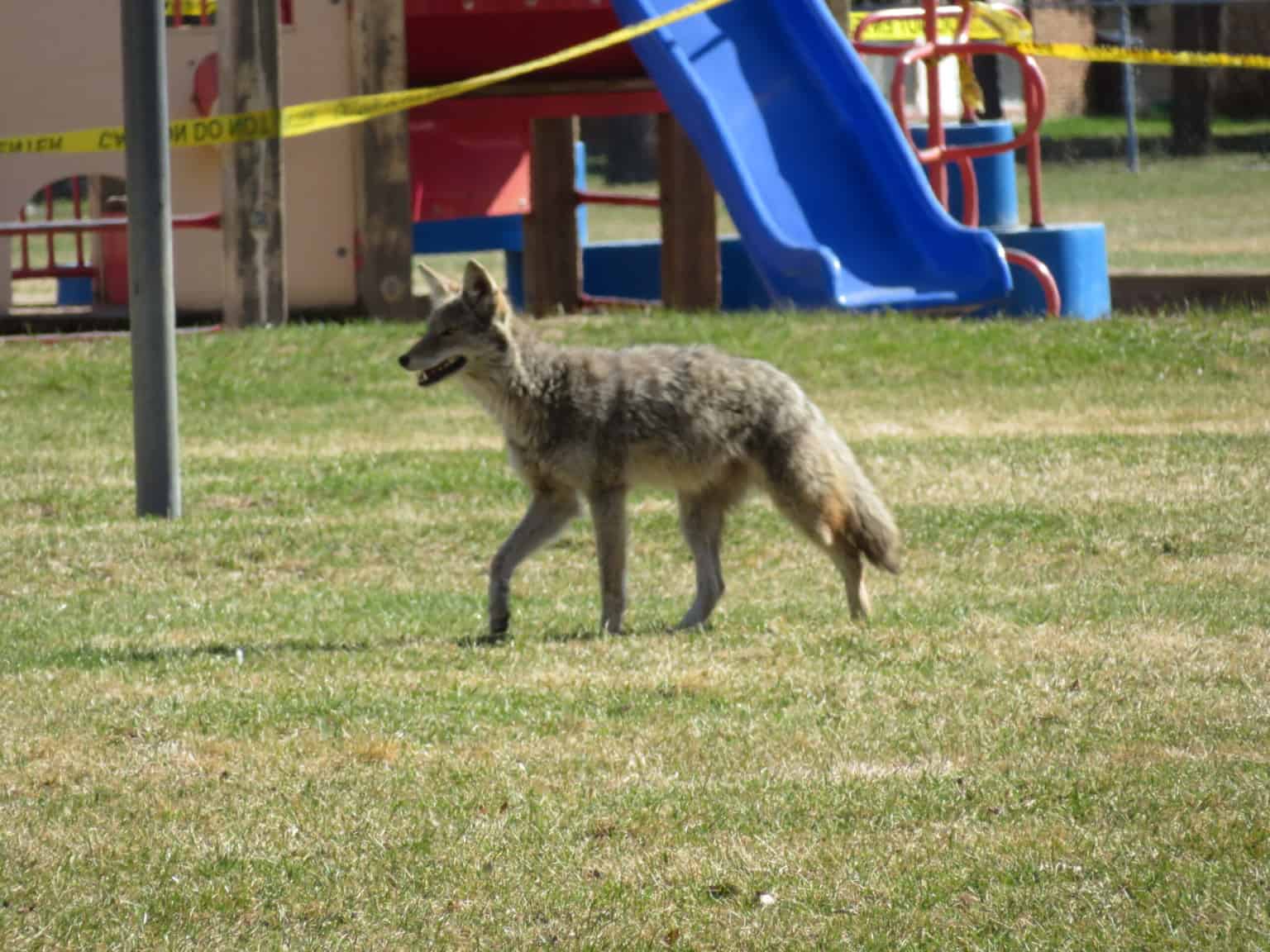 People can co-exist peacefully with coyotes, but it takes effort to train coyotes to stay away. | Colleen St Clair
