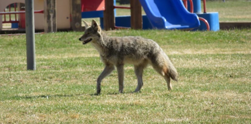 University project studies urban coyotes