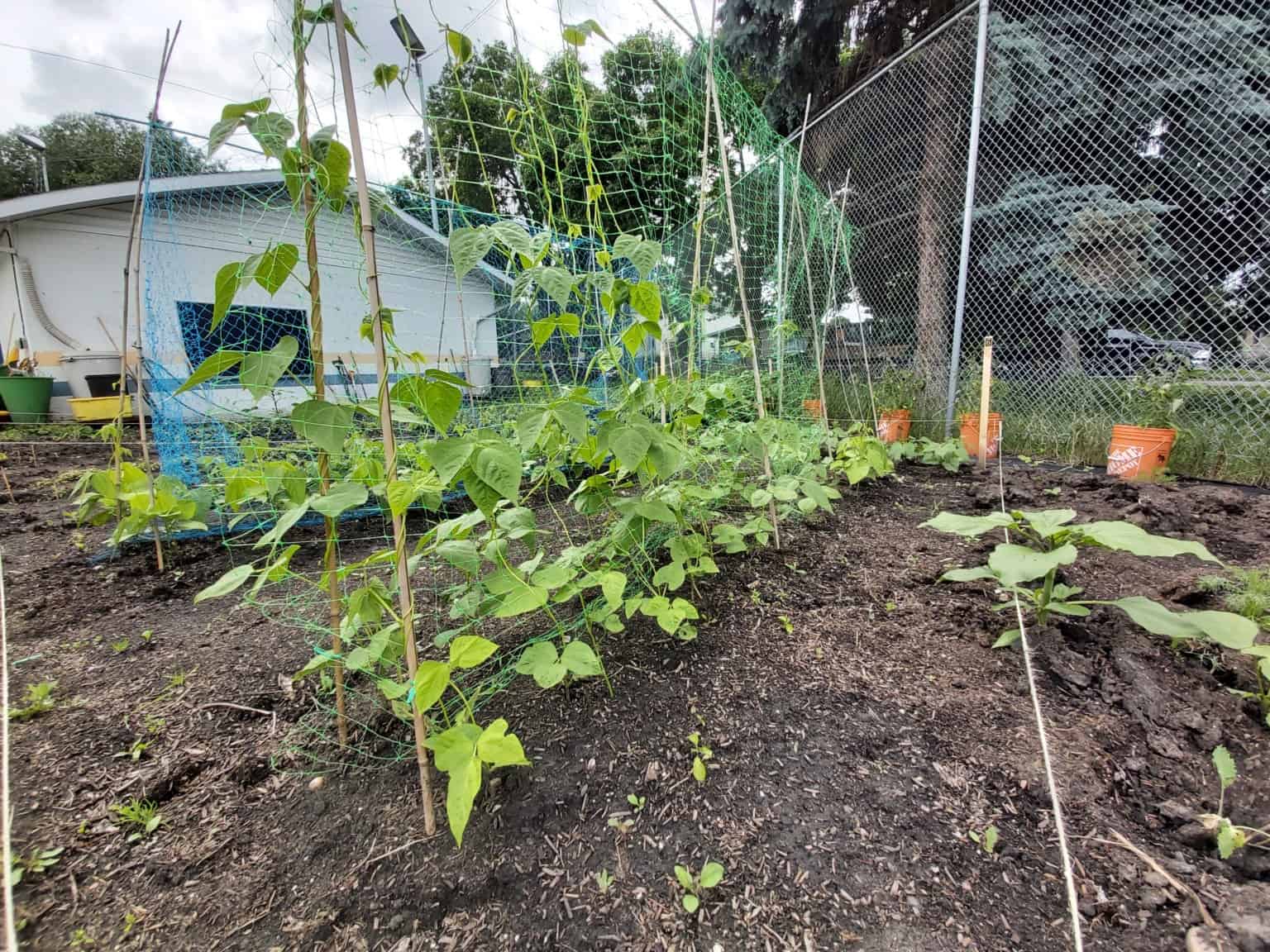 Organizers of Eastwood Community Garden hope to add more plots. | Supplied