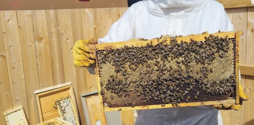 A beekeeper tends to her charges