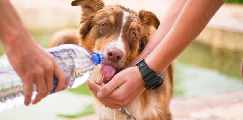 Keep your pets cool this summer