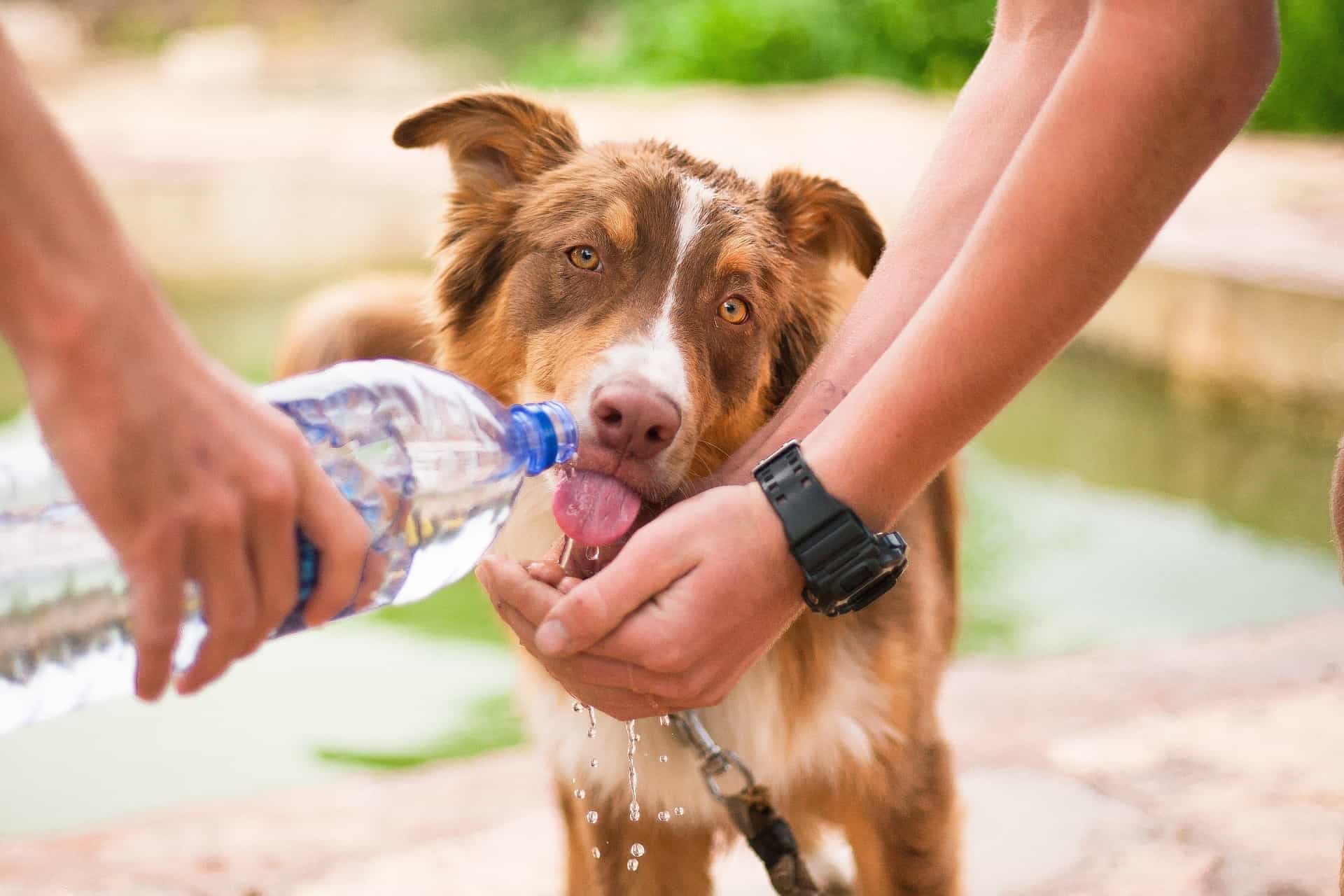 Keep your pets cool this summer